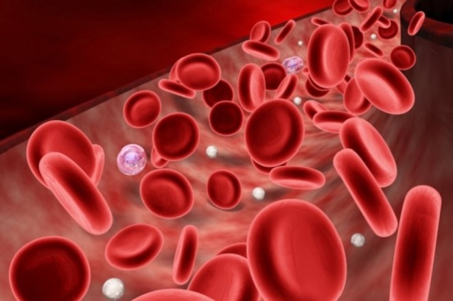 Увеличенные клетки артериальной крови