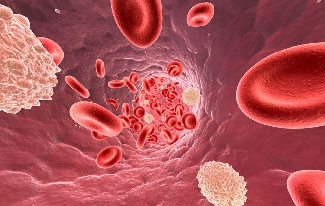 Поток крови в кровеносной системе взрослого человека
