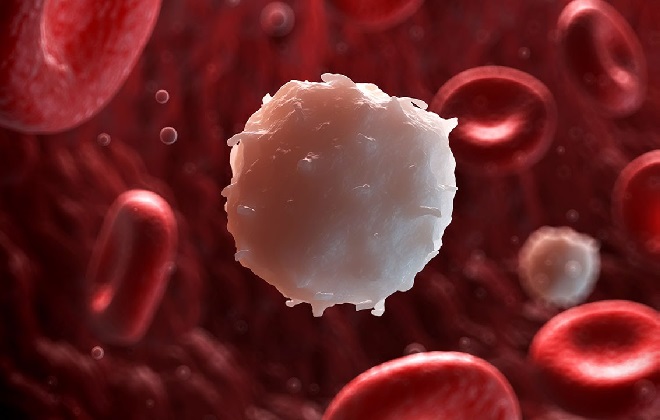 Редко встречающиеся белые клетки крови
