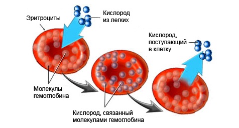 Схема изменения цвета человеческой крови