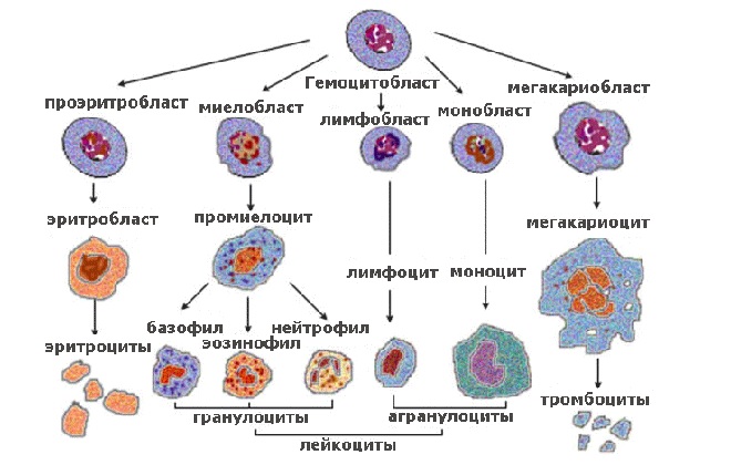 Схема составляющих элементов клетки крови