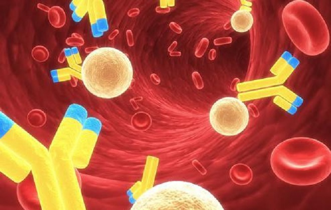 Исследование уровня сывороточного иммуноглобулина в крови человека