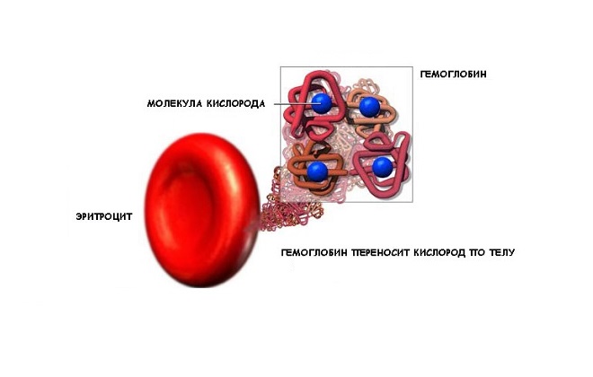 Строение клетки гемоглобина на молекулярном уровне