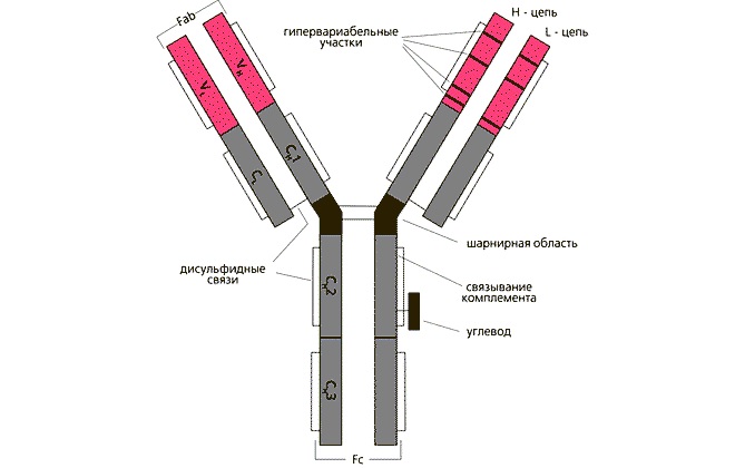 Схема строения общего иммуноглобулина