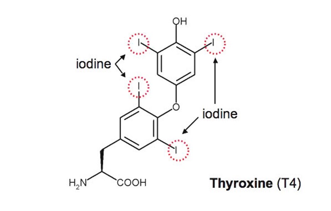 Формула гормона тироксина