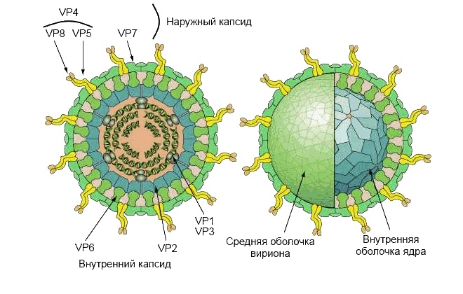 Молекула ротавирусной инфекции человека
