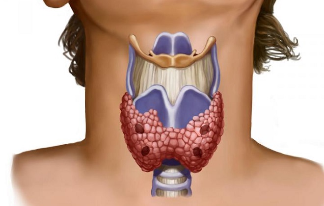 Размещение щитовидной железы