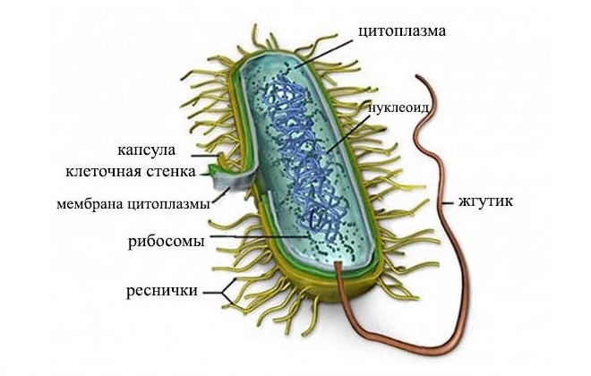 Строение генитальной бактерии