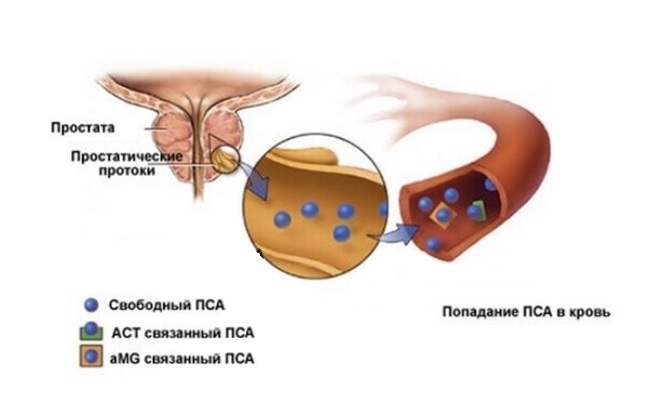 Визуализация онкомаркера предстательной железы