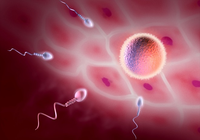Движение сперматозоидов в женском организме